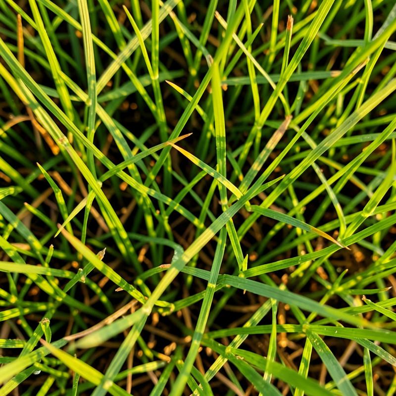 Detail čerstvě posečené trávy